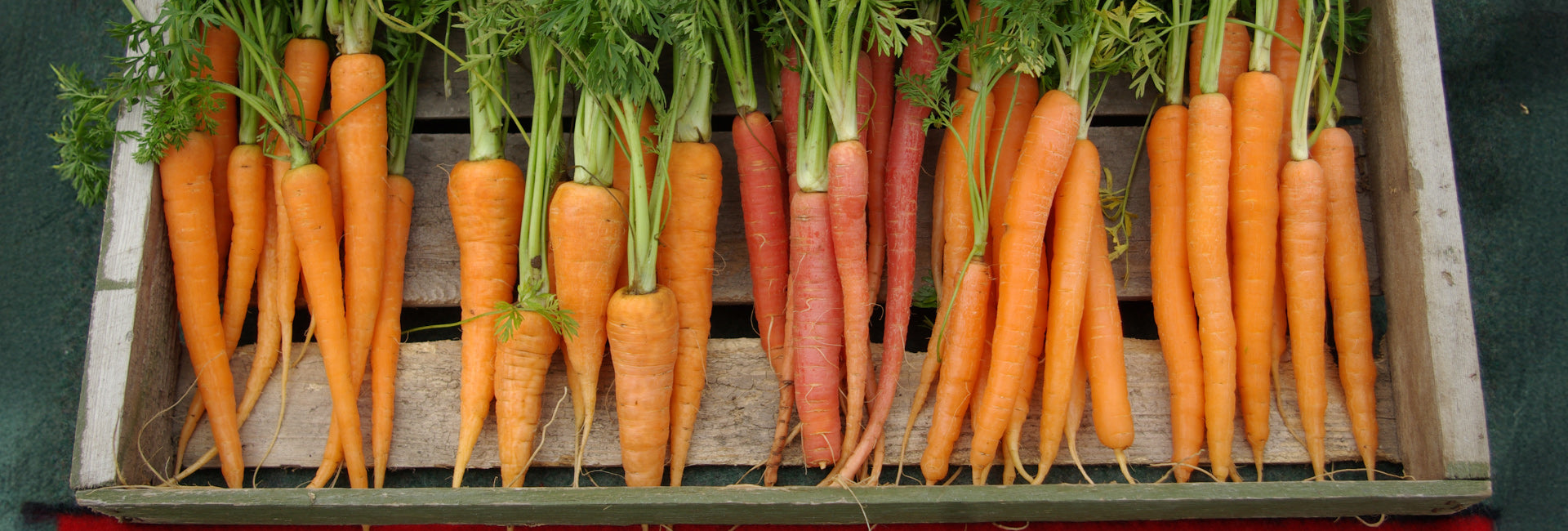 Carrots on a wooden crate with a green background