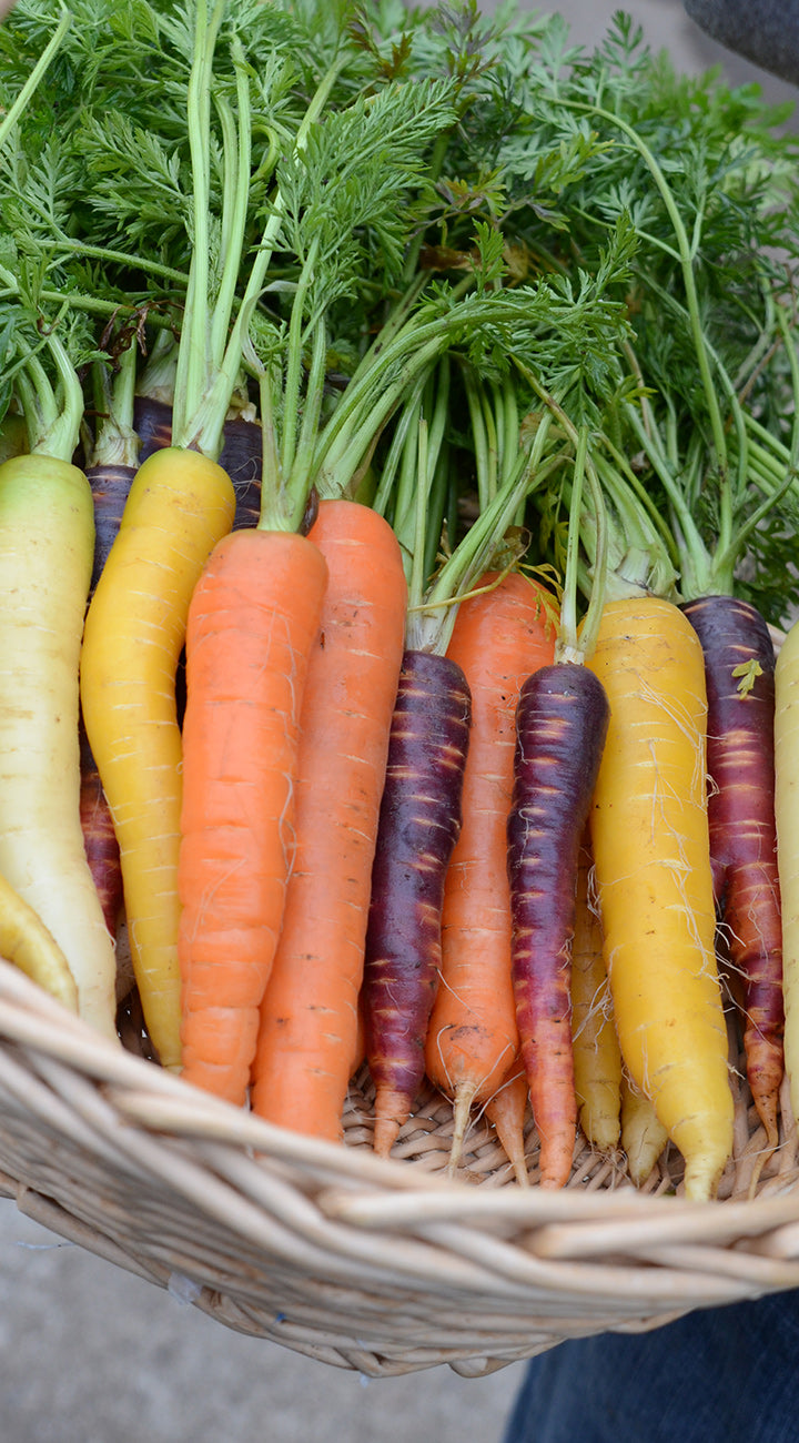 Basket of multicolored carrots with green tops