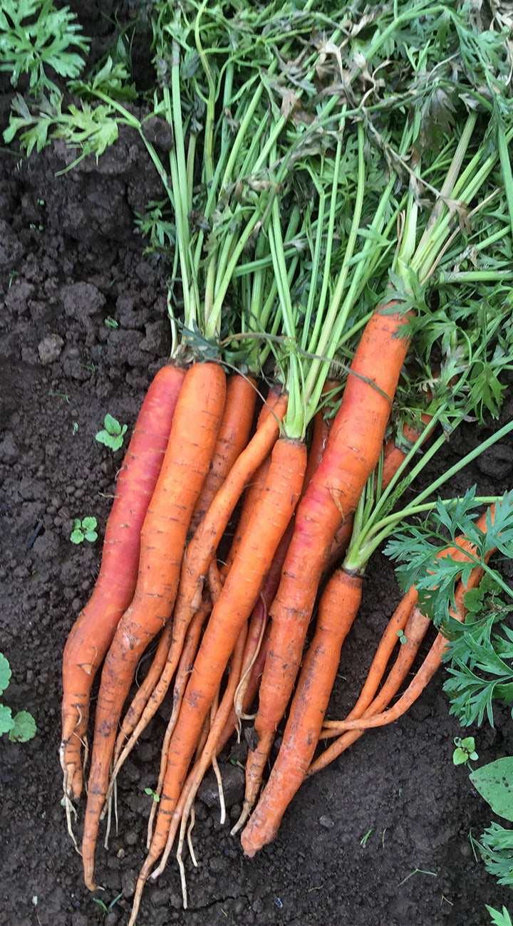 Close-up of Dragon carrots showing long, slender orange roots with green tops on dark soil