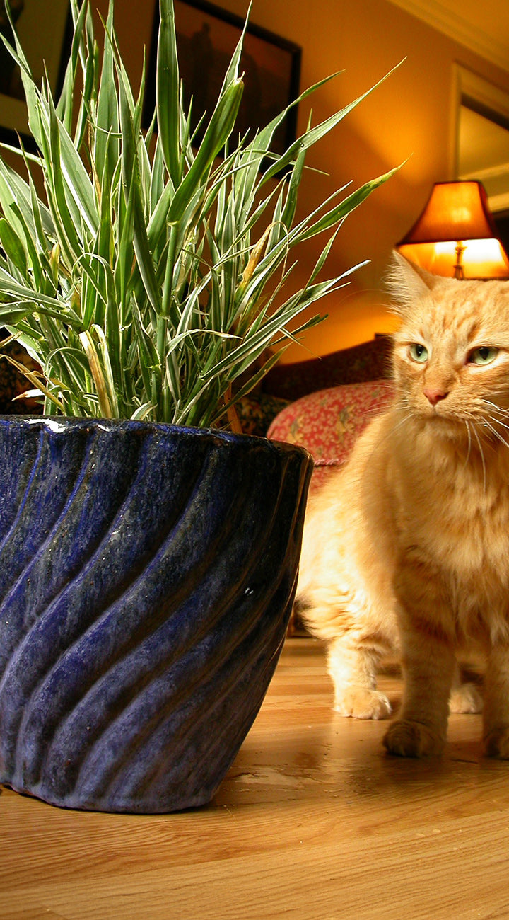 Cat standing next to a potted cat grass plant on a wooden floor