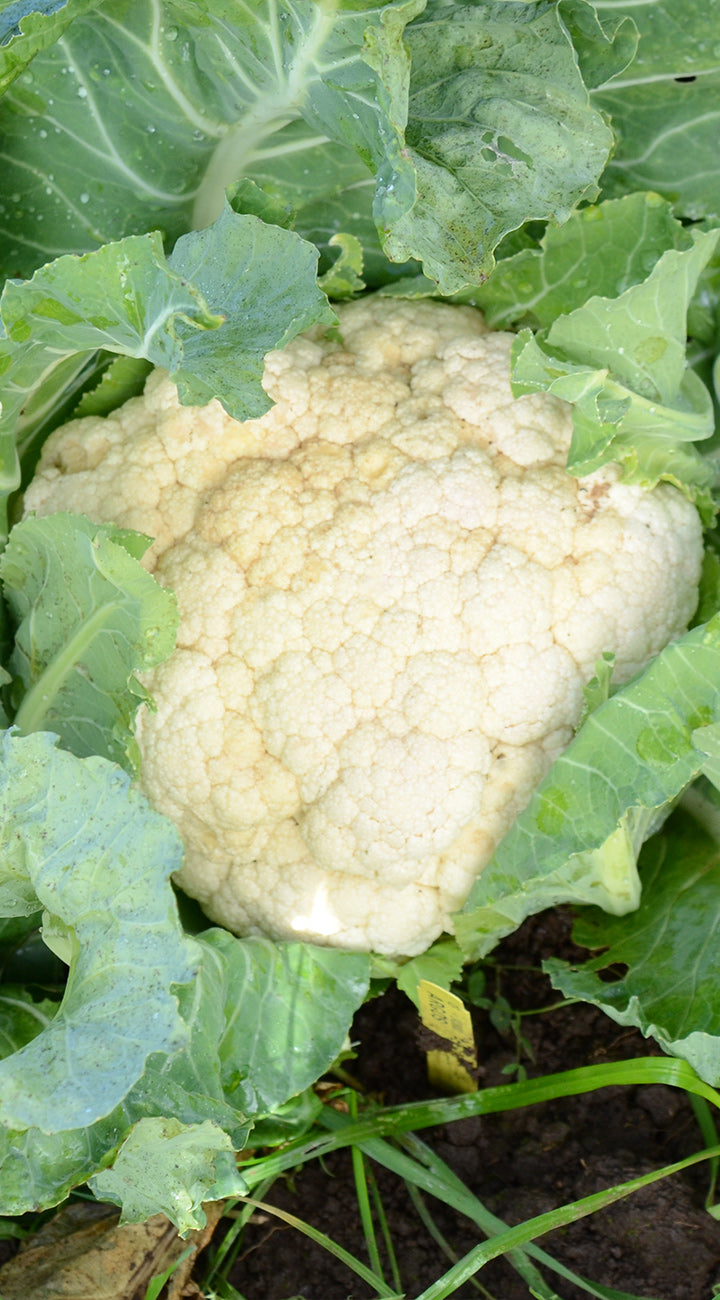White cauliflower head surrounded by green leaves on a natural background