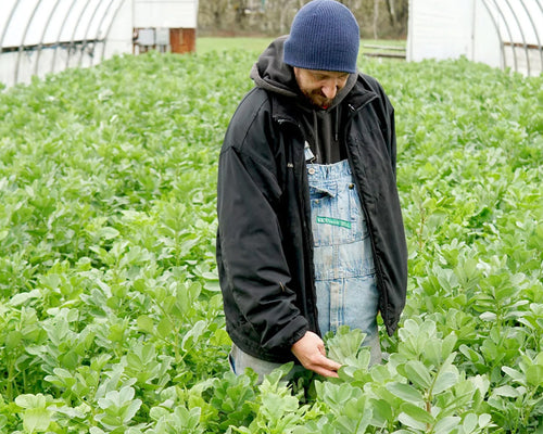 Man in a black jacket and blue beanie inspecting green plants in a greenhouse