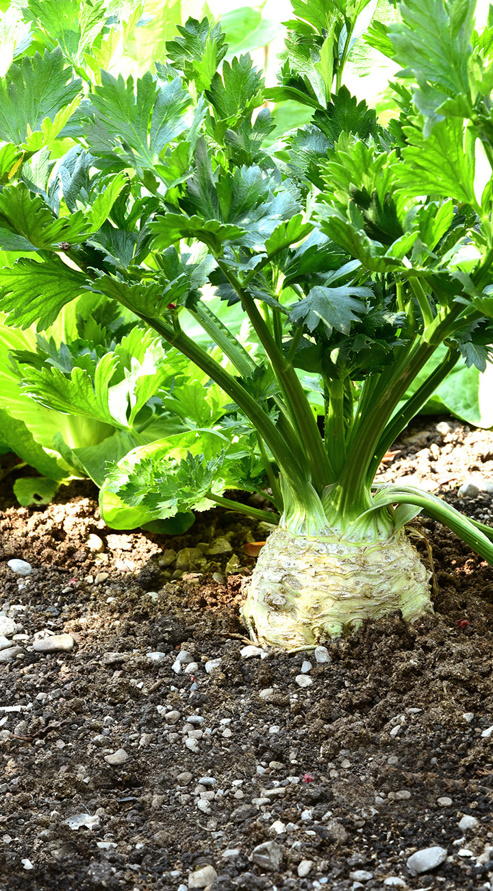 celeriac plant growing in soil with a blurred background