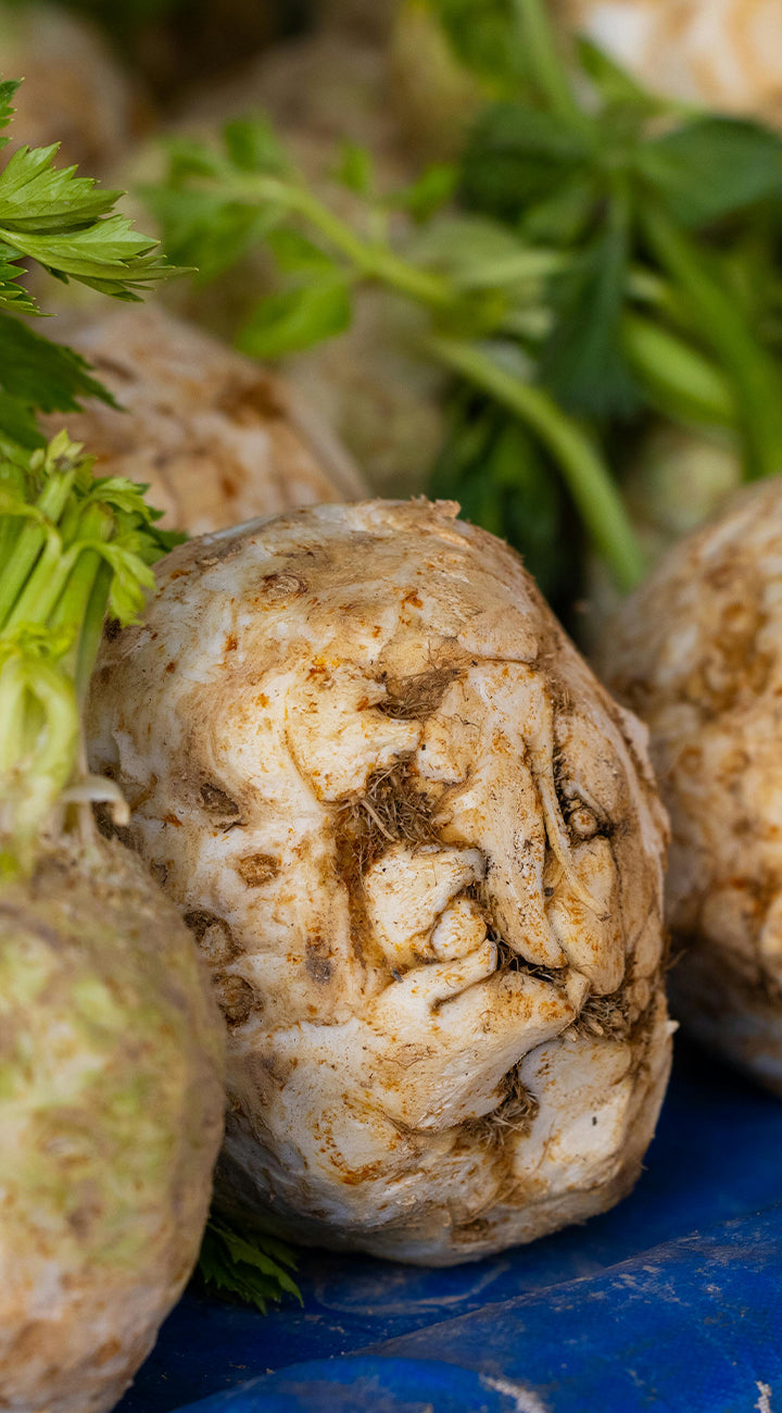 Close-up of a celeriac root with green leaves on a blue surface