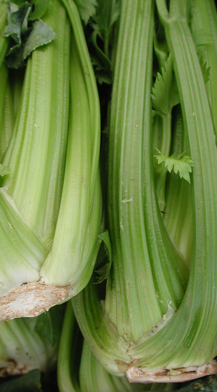 Close-up of fresh celery stalks