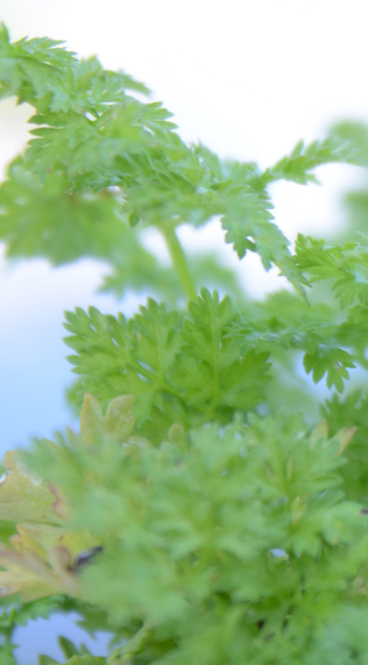 Close-up of green leafy chevril plants with a blurred background
