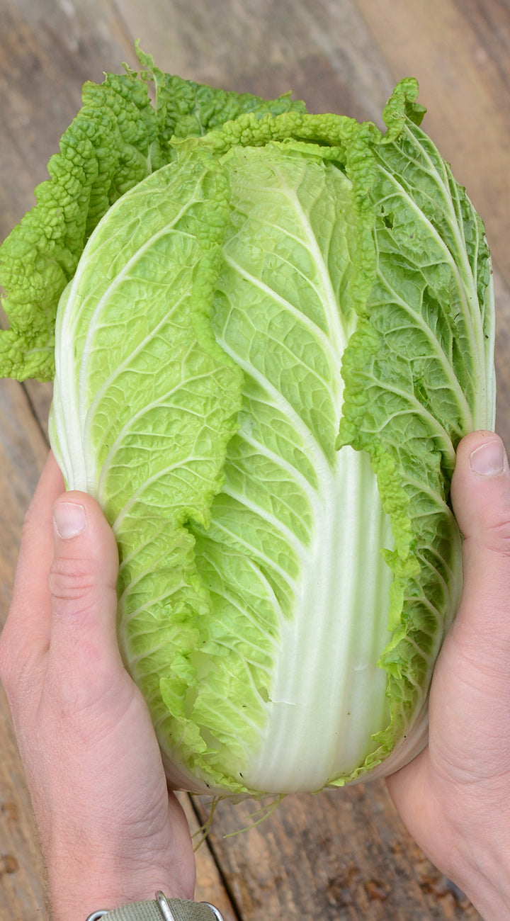 Person holding a green chinese cabbage on a wooden surface