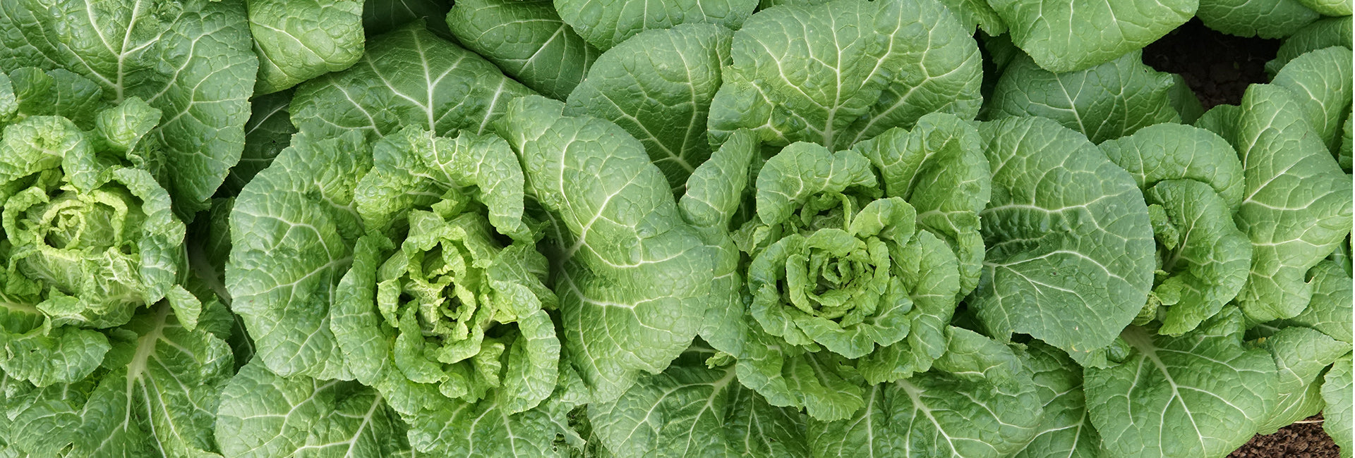 Close-up of green leafy chinese cabbage