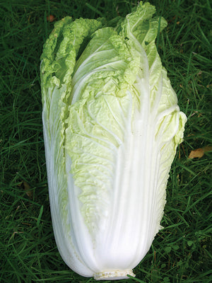 White chinese cabbage on a grassy background