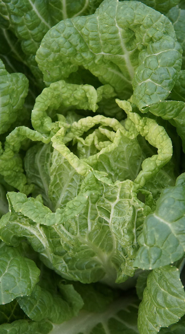 Close-up of green leafy chinese cabbage
