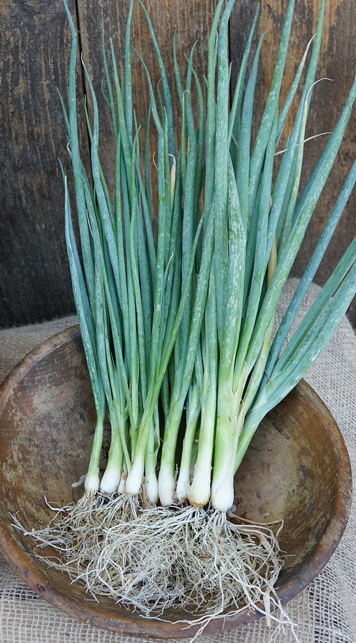 Bunch of green onions with roots on a rustic wooden surface