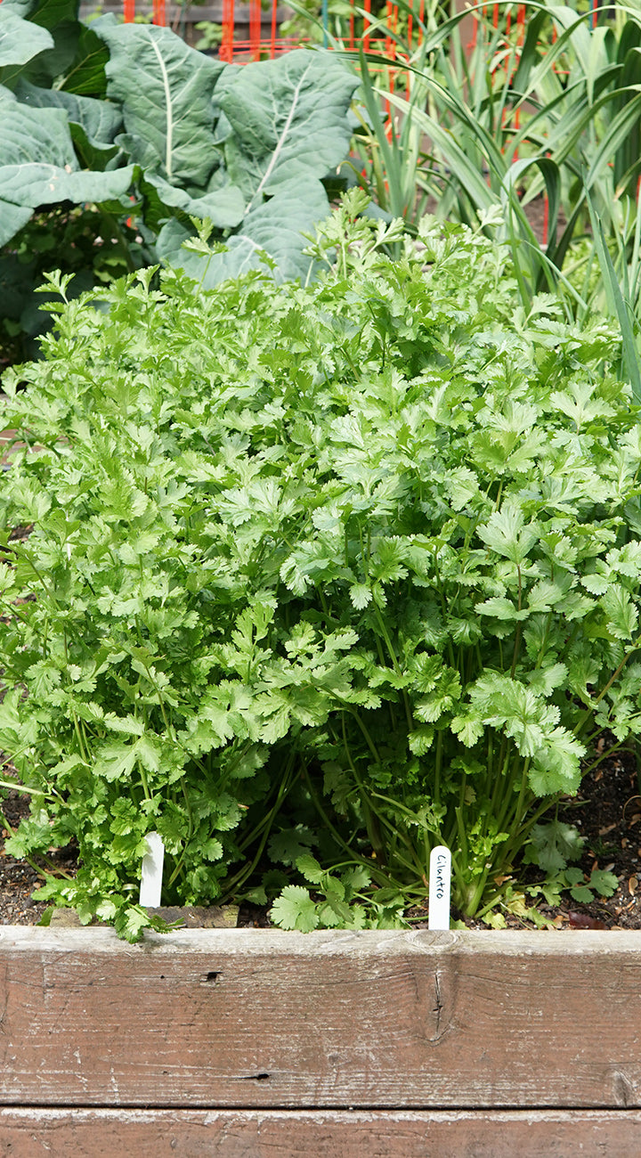 Green leafy cilantro plants in a garden bed with wooden borders