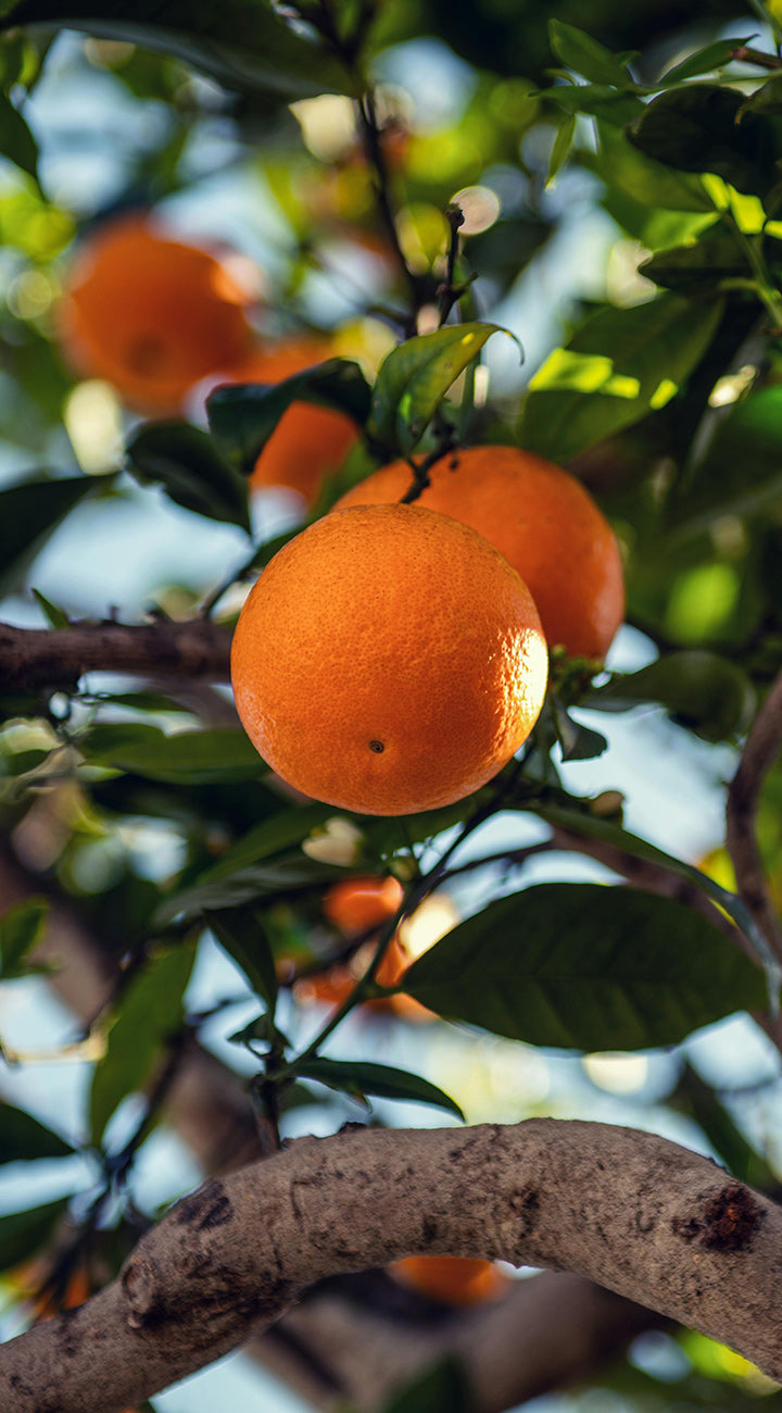 Oranges hanging on a tree branch with green leaves