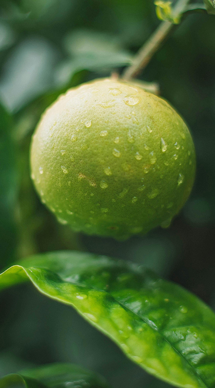 Green lime with water droplets on a leafy background