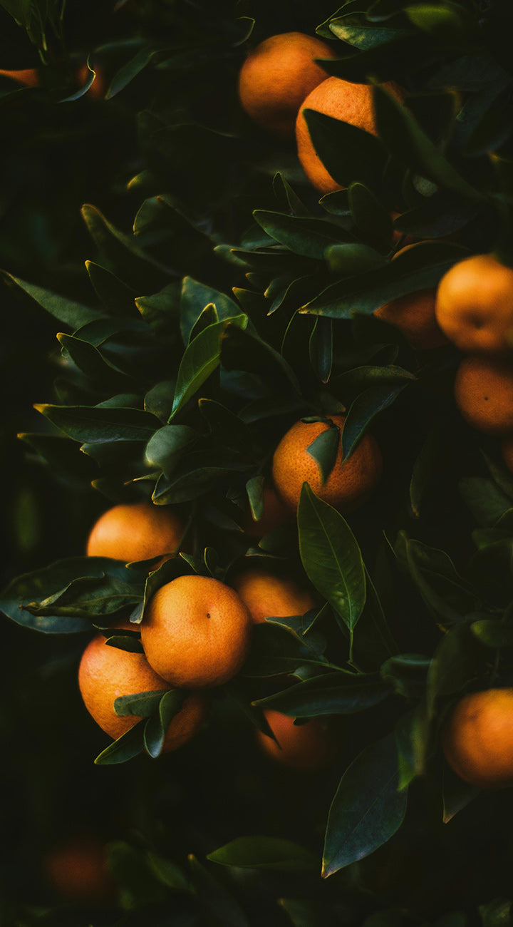 Oranges with green leaves on a dark background