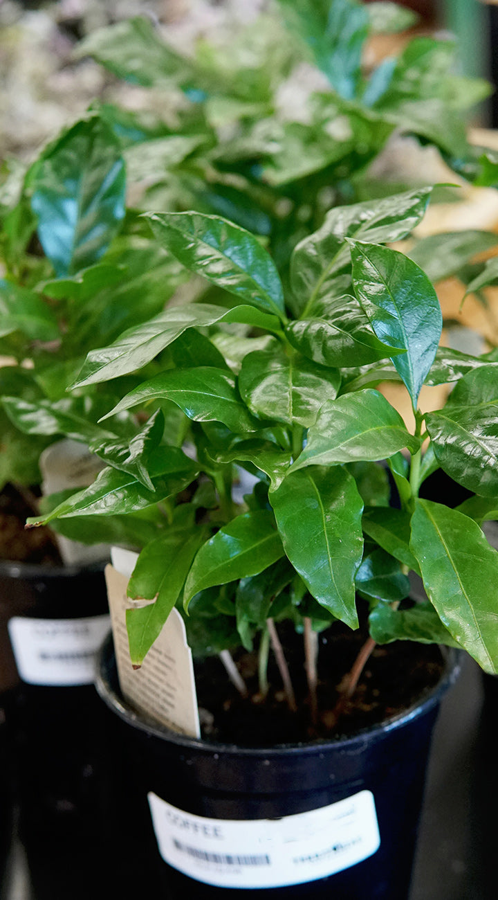 Potted coffee plant with green leaves in a garden setting