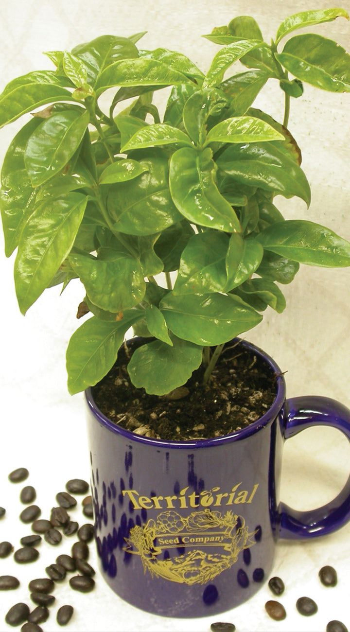 Potted coffee plant in a blue mug with 'Territorial Seed Company' branding on a white background