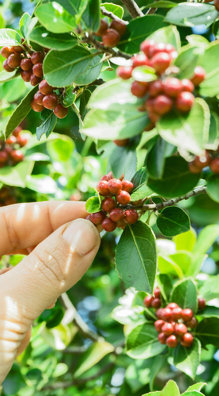 Hand holding a branch with red coffee berries amidst green leaves