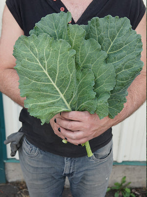 Person holding a bunch of green leafy collard greens 