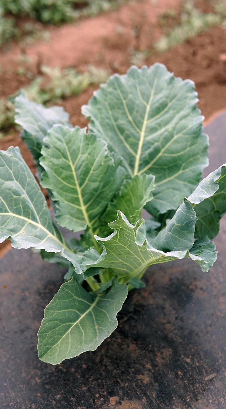 Young green leafy collard plant on a dark surface with a blurred natural background