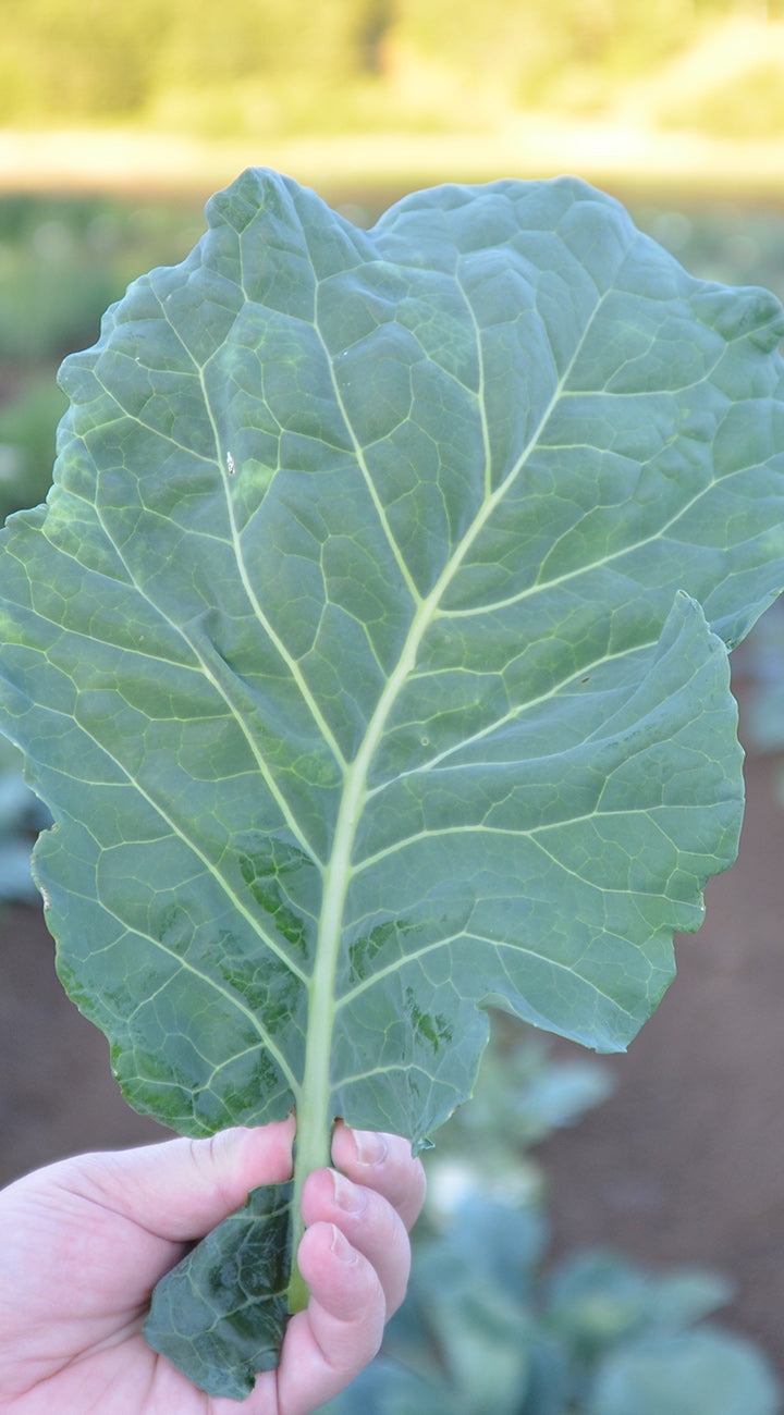 Hand holding a large green collard leaf with a blurred garden background
