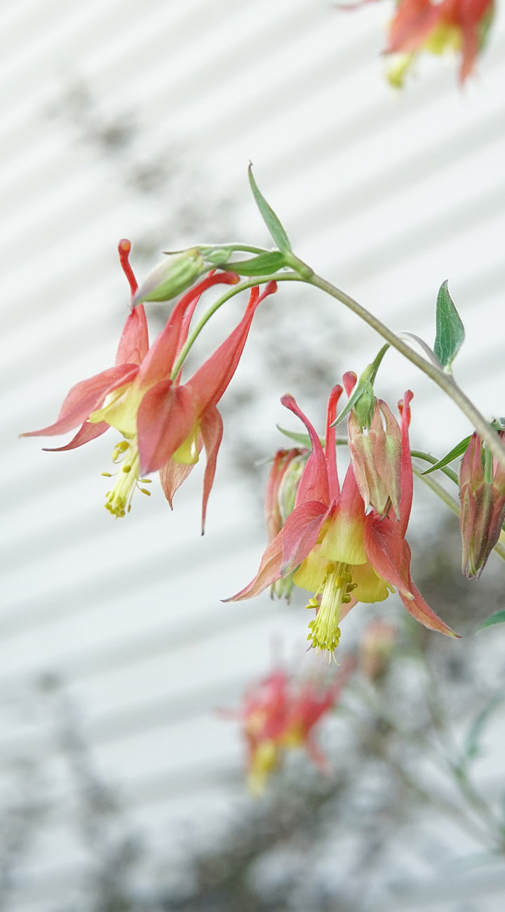 Close-up of pink and yellow columbine flowers with a blurred background