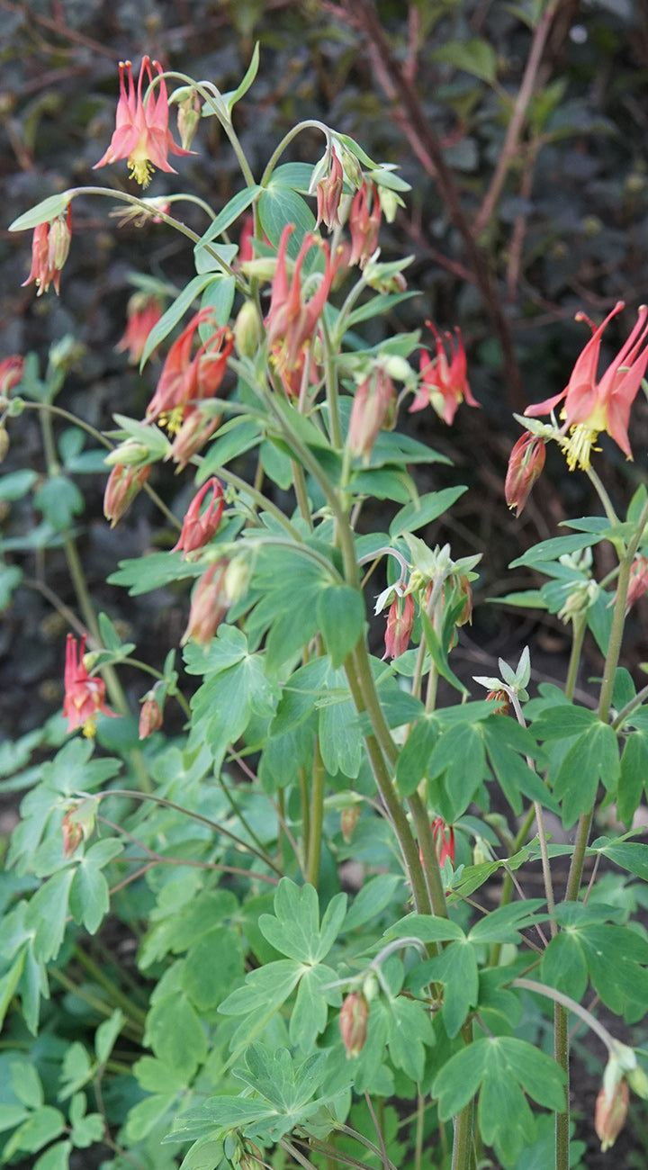 Floral columbine plant with red flowers and green leaves against a blurred natural background