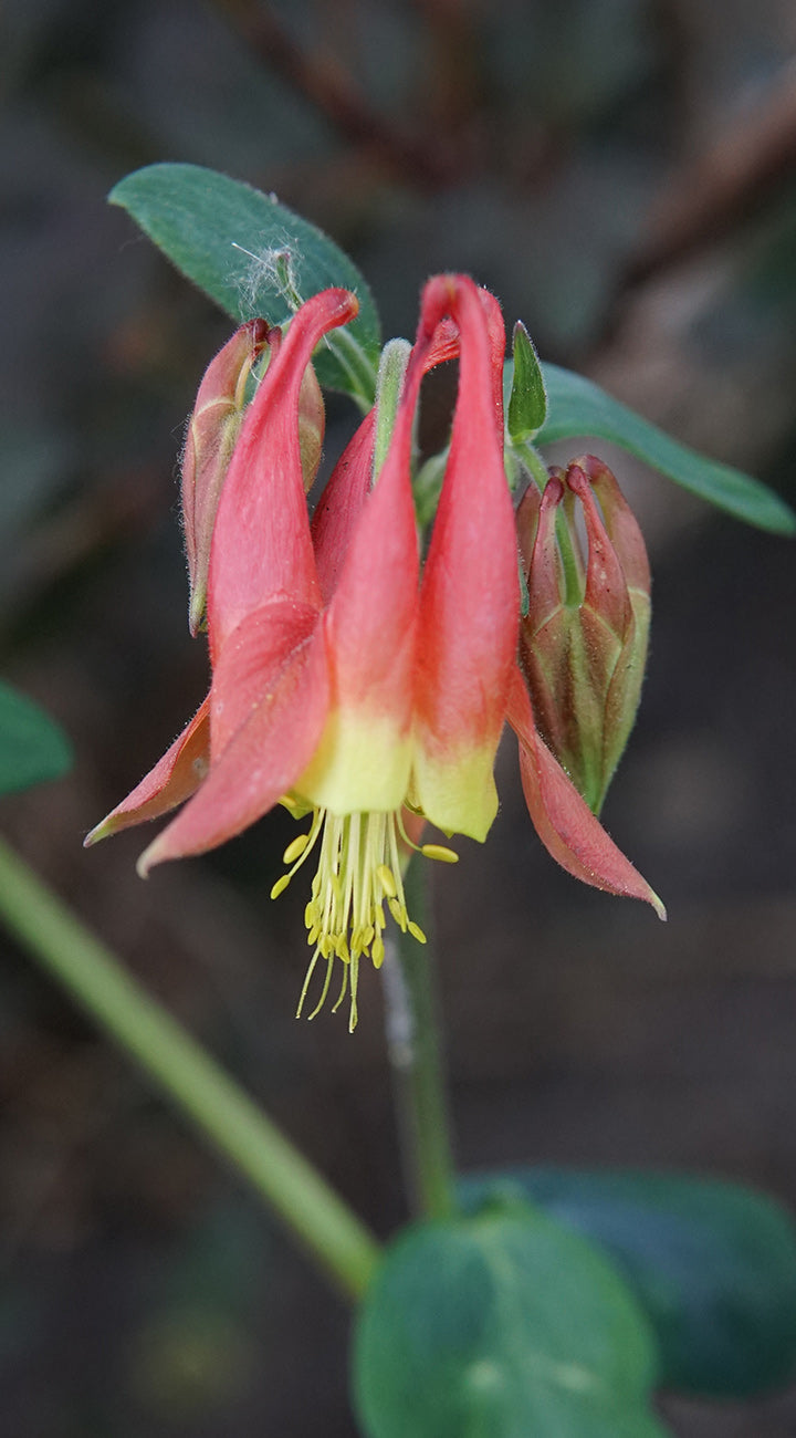 Pink and yellow columbine flower with green leaves on a blurred background