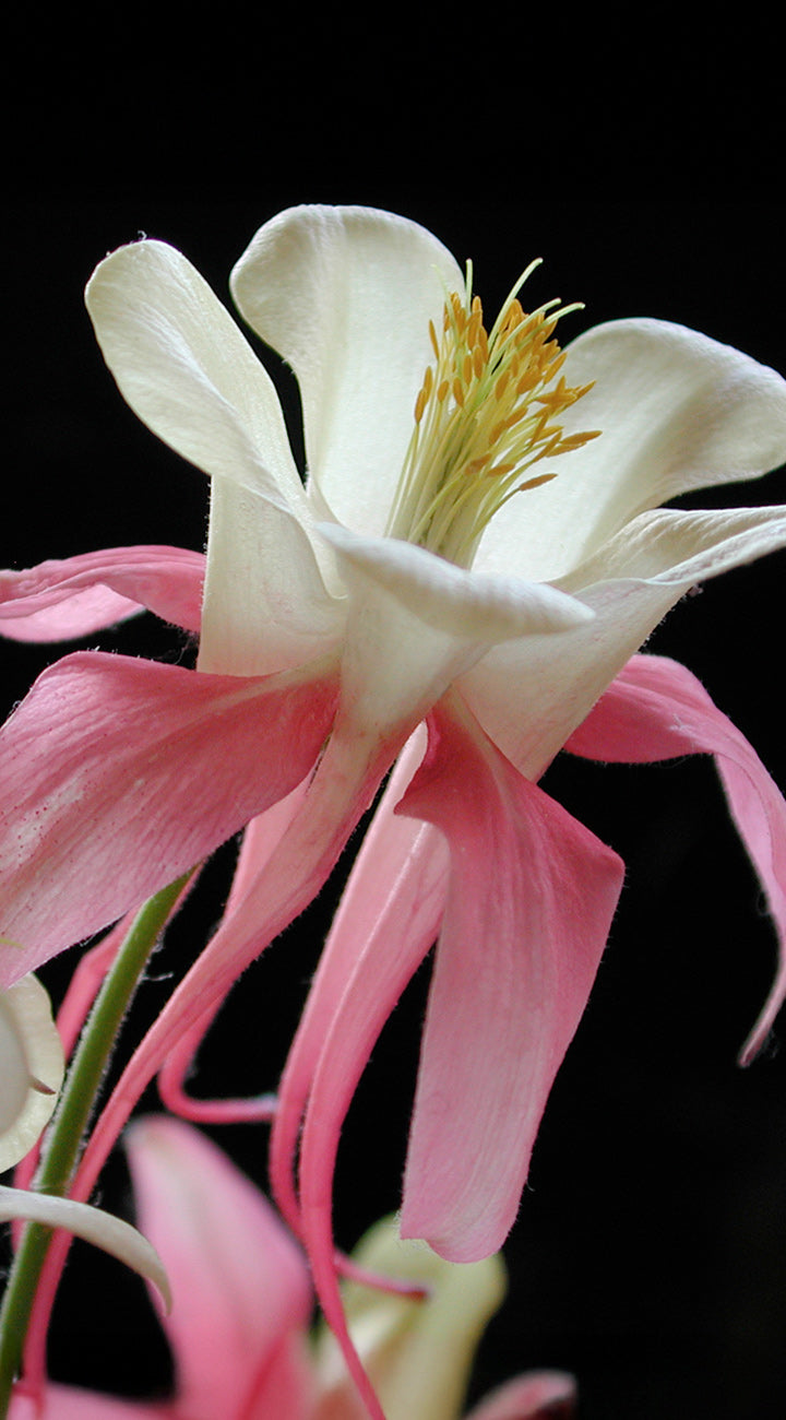 Close-up of a pink and white columbine flower against a black background