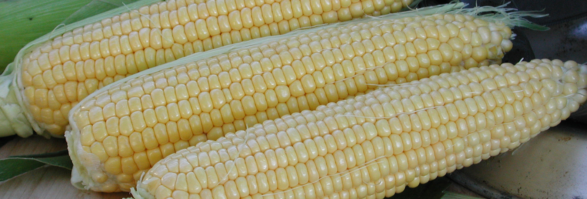 Three ears of yellow corn on a leafy background