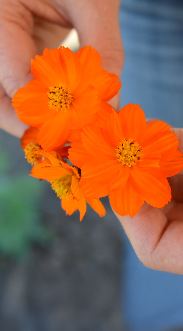 Orange cosmos flowers held in a hand with a blurred background