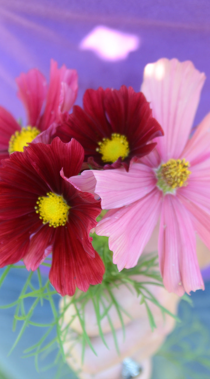 Close-up of pink and red cosmos flowers with green leaves on a blurred background