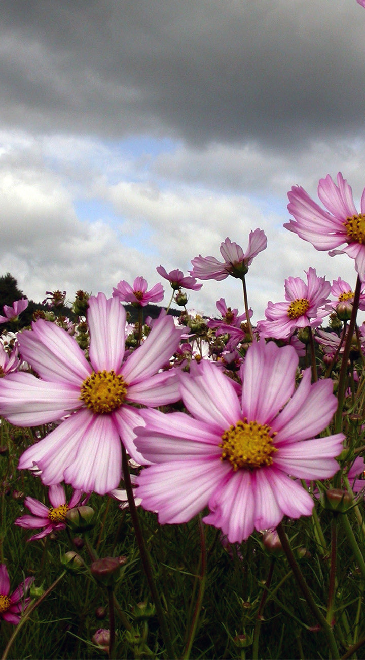 Low-angle view of Sensation Mix cosmos showing pink-and-white petals and yellow centers in a flower field under a cloudy sky