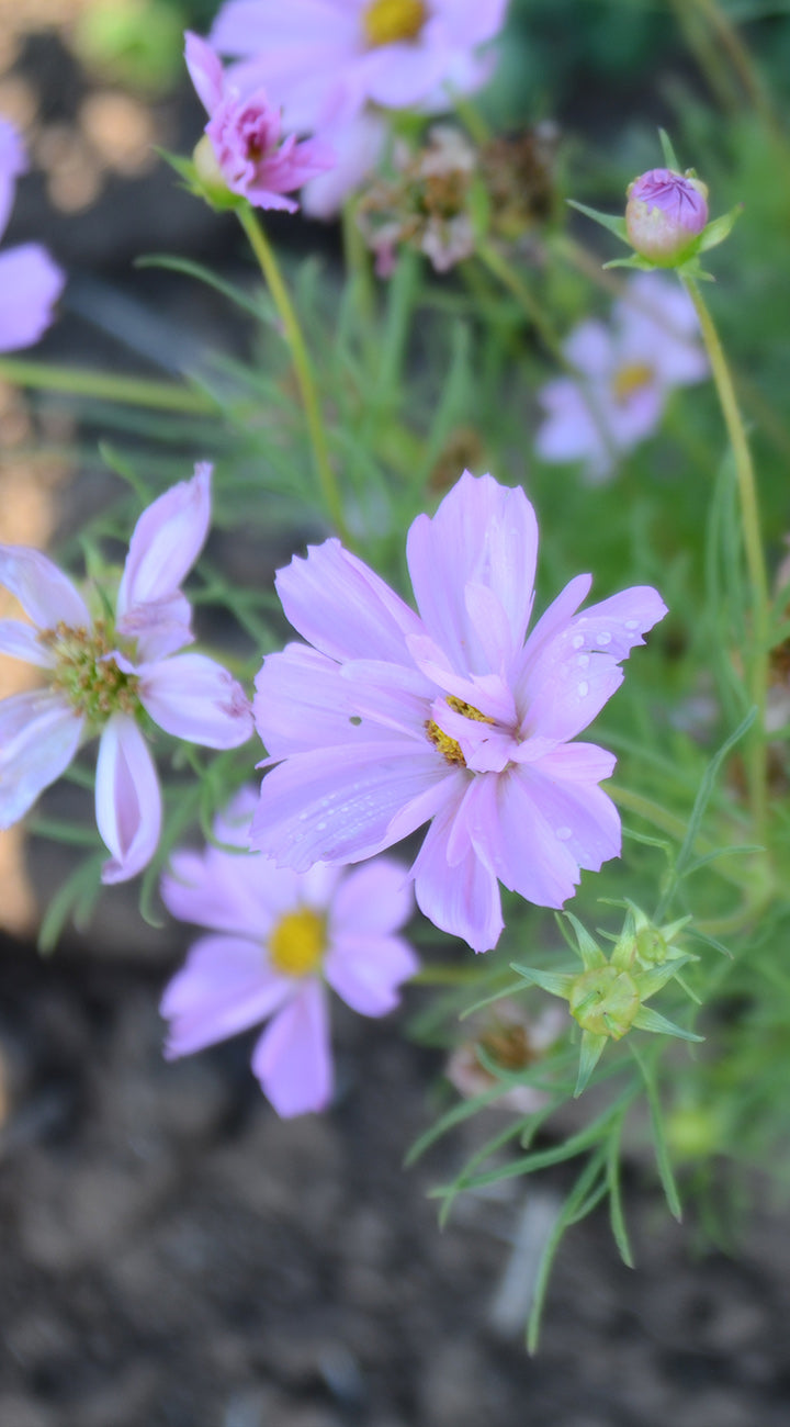Close-up of pink cosmos  flowers with green leaves on a blurred natural background