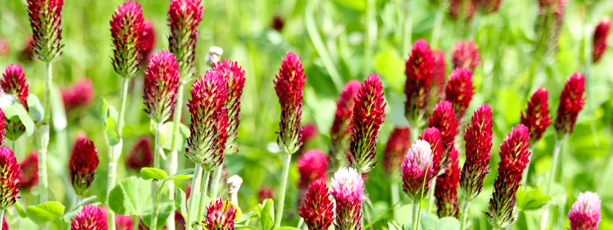 Red clover cover crop flowers blooming among green foliage