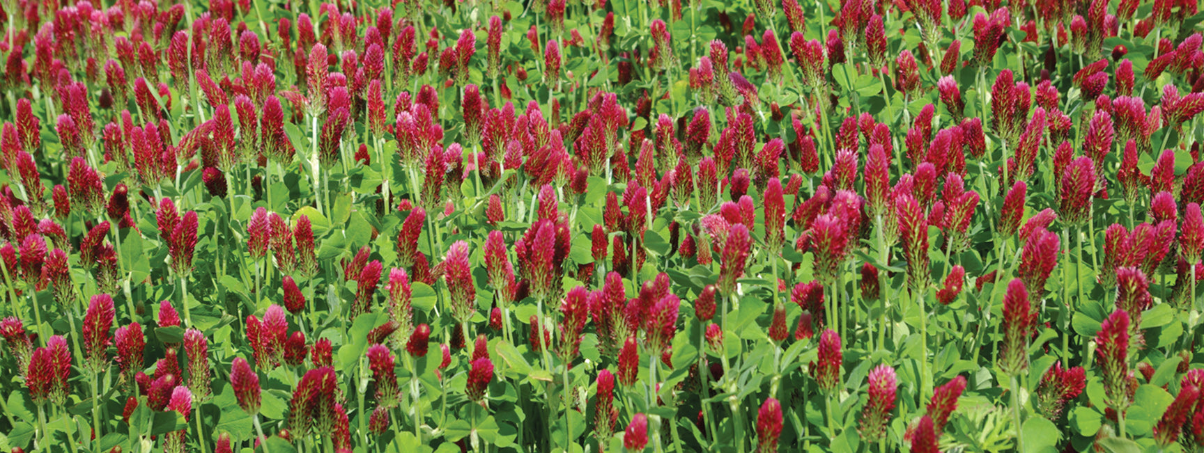 Field of red clover with green leaves
