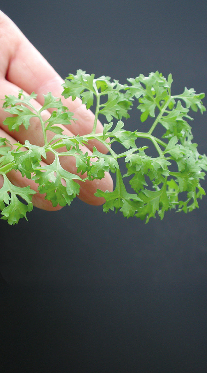 Hand holding a green leafy cress against a dark background