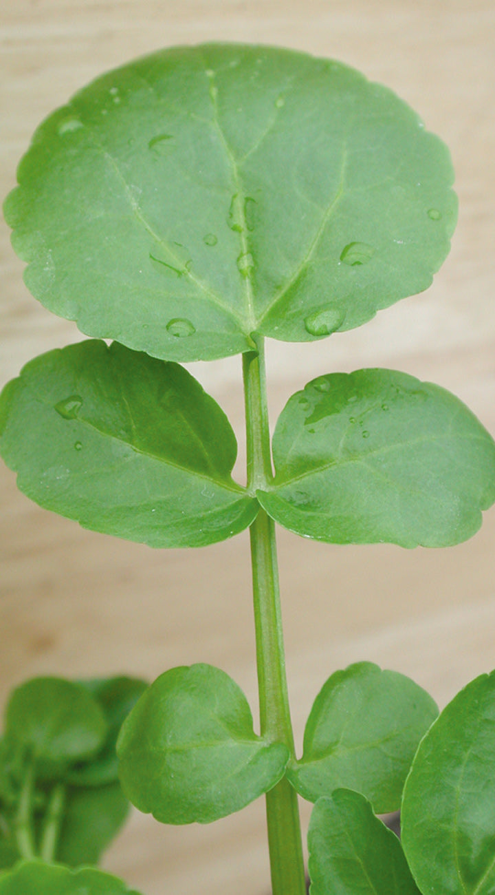 Close-up of green cress leaves with water droplets on a wooden surface