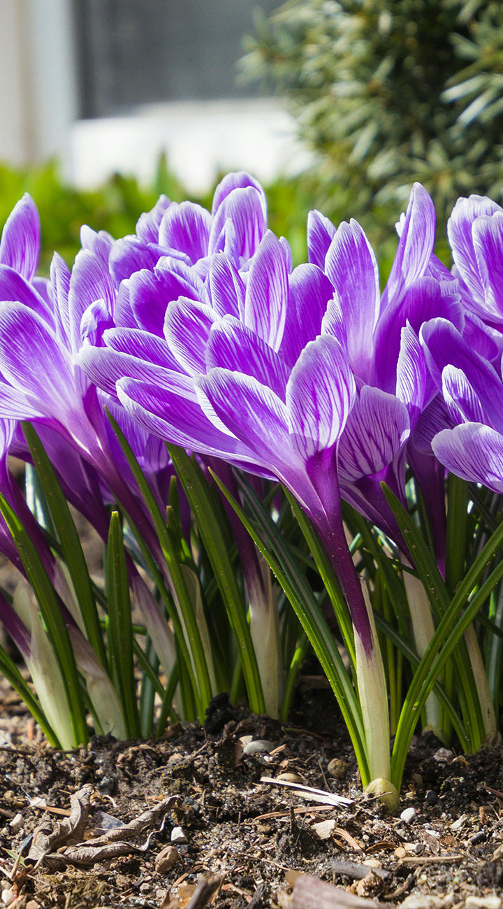 Purple crocus flowers in a garden setting with greenery in the background