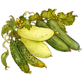 Decorative illustration of various cucumbers with leaves on a white background