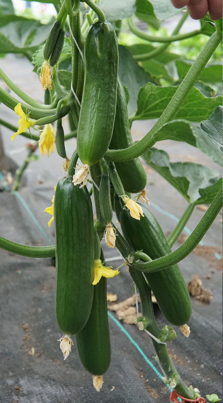 Green cucumbers hanging from a vine with a blurred background