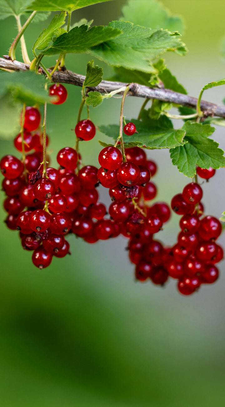 Red currants on a branch with green leaves against a blurred natural background
