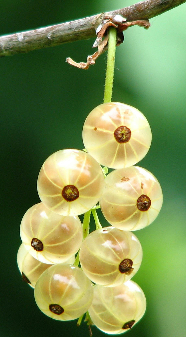 Close-up of white currants on a branch with a blurred green background