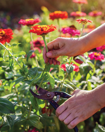 Person pruning a flower in a garden with a blurred background of flowers