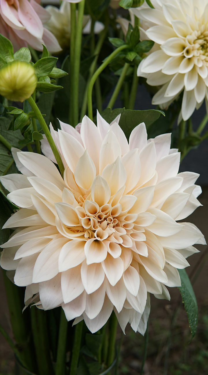 Close-up of a large cream-colored dahlia flower with green leaves in the background
