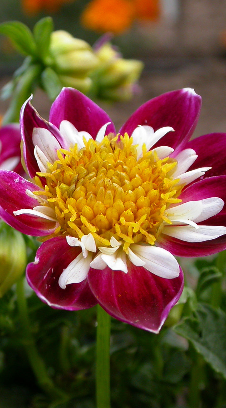 Close-up of a vibrant dahlia flower with a yellow center and purple and white petals.