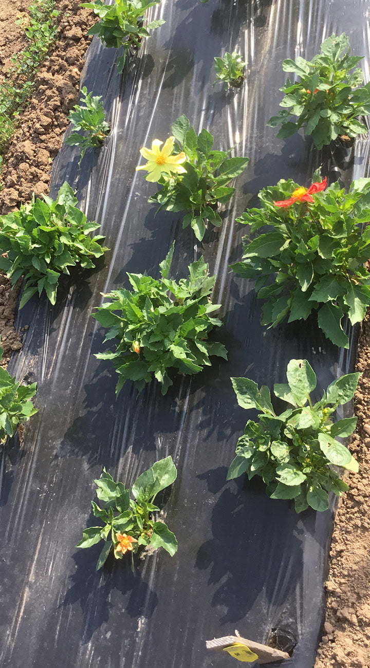 dahlia plants growing on black plastic mulch in a garden setting
