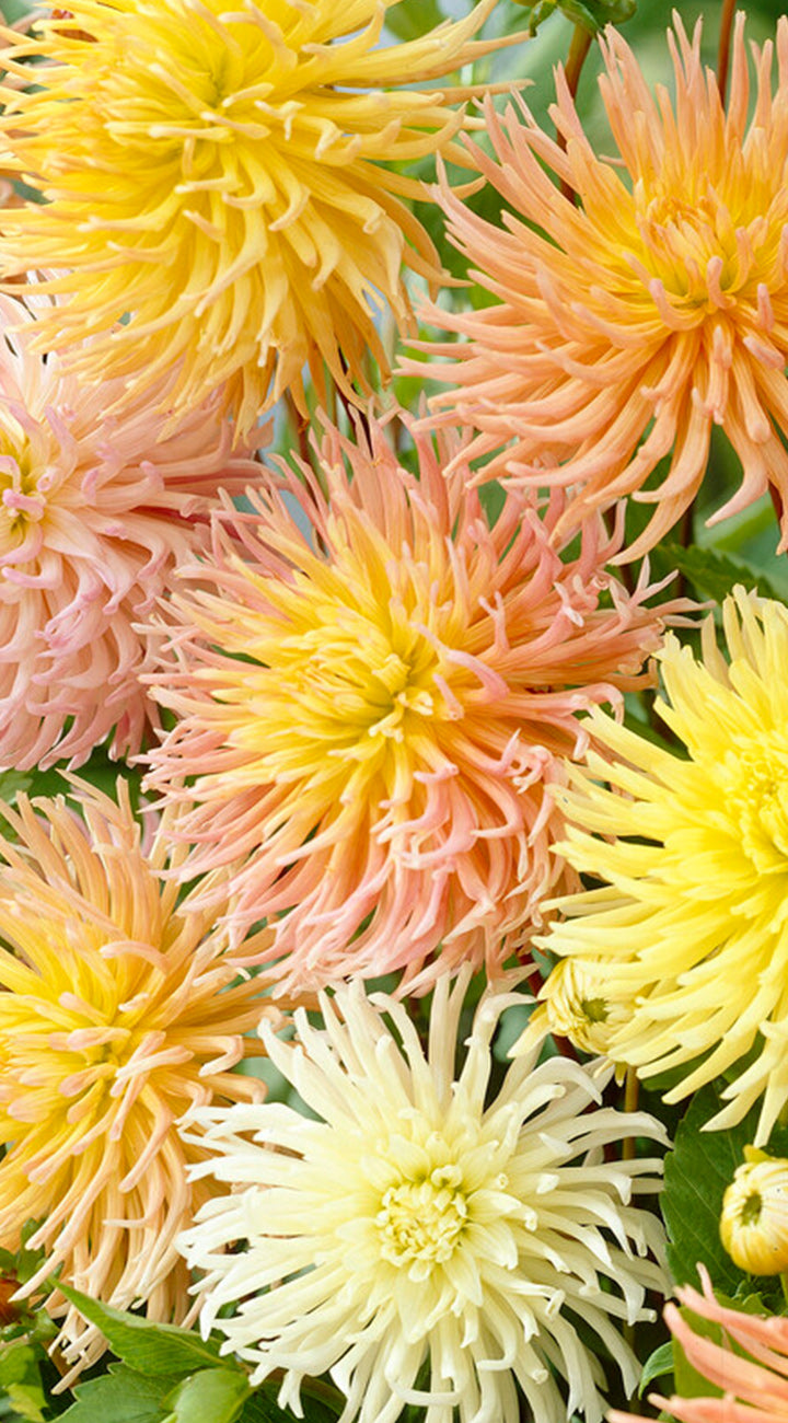 Close-up of colorful dahlia flowers with a focus on yellow, pink, and white hues.