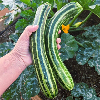 Hand holding two dario cucumber with garden background