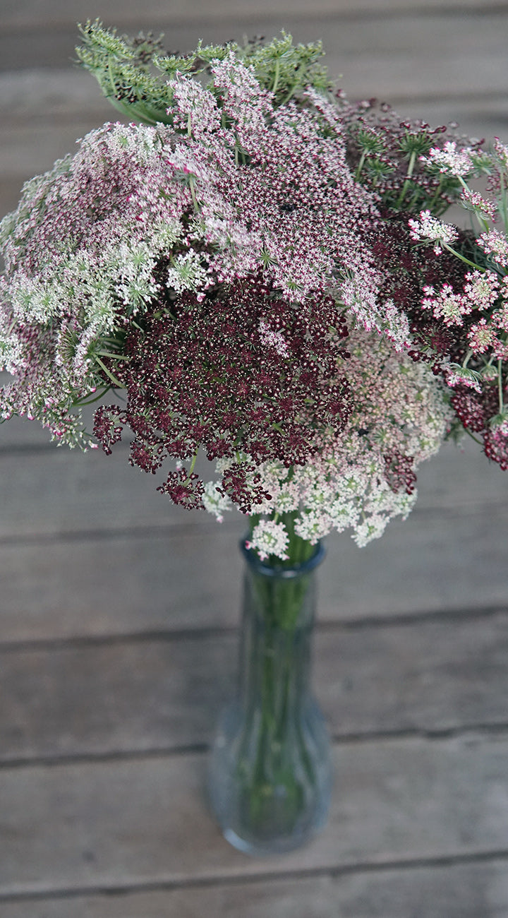Bouquet of daucus flowers in a clear vase on a wooden surface